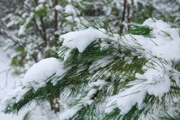 Pine Tree Branches Covered Snow Frosty Overcast Winter Day — Stock Photo, Image