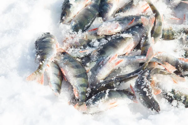 Pesce Fiume Appena Pescato Nella Pesca Invernale Trova Sul Ghiaccio — Foto Stock