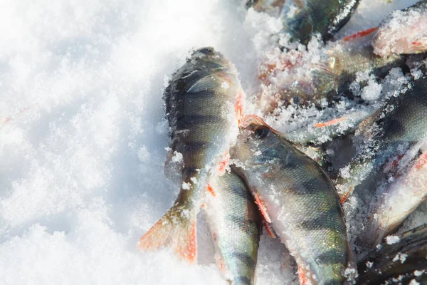 Peixes Rio Recém Capturados Pesca Inverno Jaz Gelo Neve — Fotografia de Stock