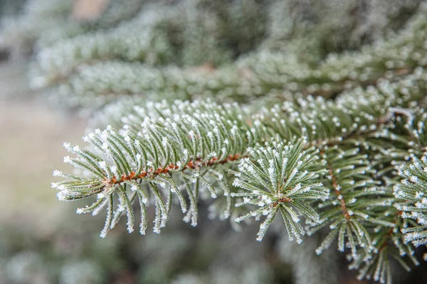 Branche Sapin Dans Neige Brindilles Épinette Dans Neige Lors Gel — Photo