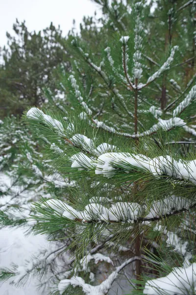 Nyomvonal Egy Hófödte Tűlevelű Erdőben Tél Egy Kis Erdőben — Stock Fotó