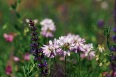 Parlak güneşli bir günde kır çiçekleri açıyor. Yeşil çayırda