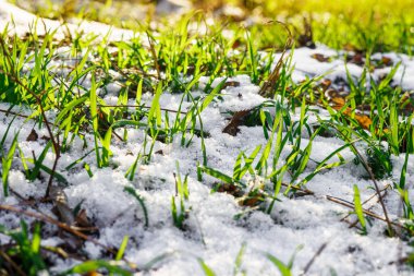 During the thaw, young green grass grows through the melting snow