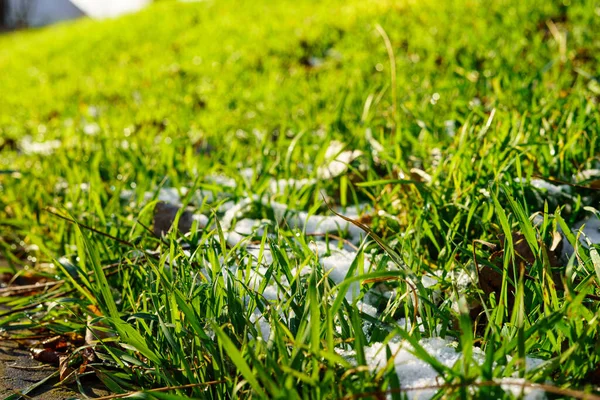 Thaw Young Green Grass Grows Melting Snow — Photo