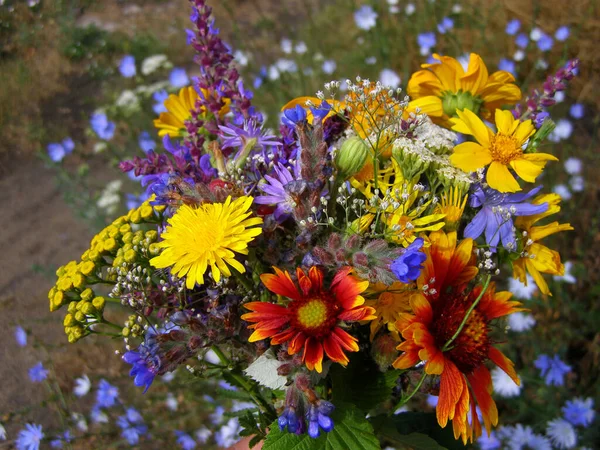 Beautiful Bouquet Wildflowers Background Steppe Meadow Different Wildflowers Bouquet — Stockfoto