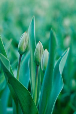 Çiçek açmadan önce yeşil taze lale tomurcukları. Baharın başında yeşil laleler
