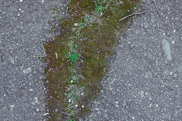 Green Moss Grows Gray Asphalt Road Moss Old Road — Stock Photo, Image