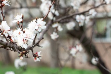 İlkbaharda kiraz çiçekleri açar. Çiçek açarken bir dalda kiraz çiçekleri