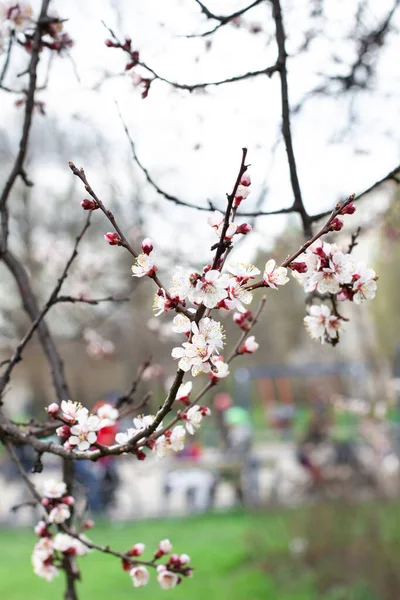 Cerejeira Floresce Primavera Flores Cerejeira Ramo Durante Floração Imagens Royalty-Free