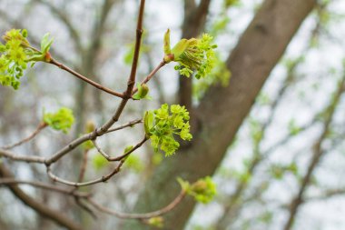 Ağaç tomurcukları ilkbaharın başlarında çiçek açar. Ağacın uyanışında en genç ve en küçük yapraklar.