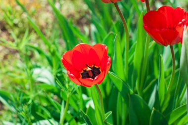Laleler güneşli bir günde yatakta büyürler, lale bahçesi mevsimlerde açar ve çiçeklerle dolup taşar