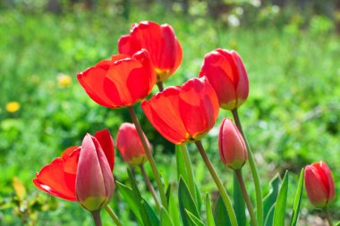 Laleler güneşli bir günde yatakta büyürler, lale bahçesi mevsimlerde açar ve çiçeklerle dolup taşar
