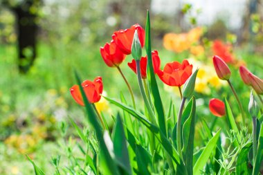 Laleler güneşli bir günde yatakta büyürler, lale bahçesi mevsimlerde açar ve çiçeklerle dolup taşar