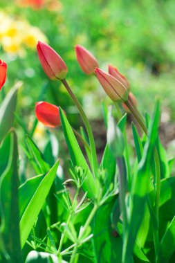 Laleler güneşli bir günde yatakta büyürler, lale bahçesi mevsimlerde açar ve çiçeklerle dolup taşar