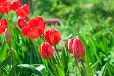 Laleler güneşli bir günde yatakta büyürler, lale bahçesi mevsimlerde açar ve çiçeklerle dolup taşar