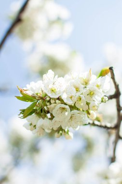 İlkbaharın başlarında bir meyve ağacı açar, kiraz elması ya da kayısı çiçekleri
