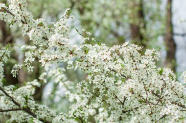 İlkbaharın başlarında bir meyve ağacı açar, kiraz elması ya da kayısı çiçekleri
