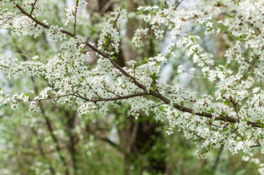 İlkbaharın başlarında bir meyve ağacı açar, kiraz elması ya da kayısı çiçekleri