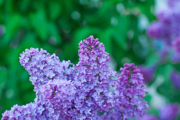 Lindas Flores Lilás Lilacs Florescem Lindamente Livre Primavera Arbusto Lilás — Fotografia de Stock