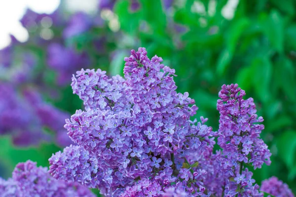 Beautiful Lilac Flowers Lilacs Bloom Beautifully Outdoors Spring Blooming Lilac — Stock Photo, Image