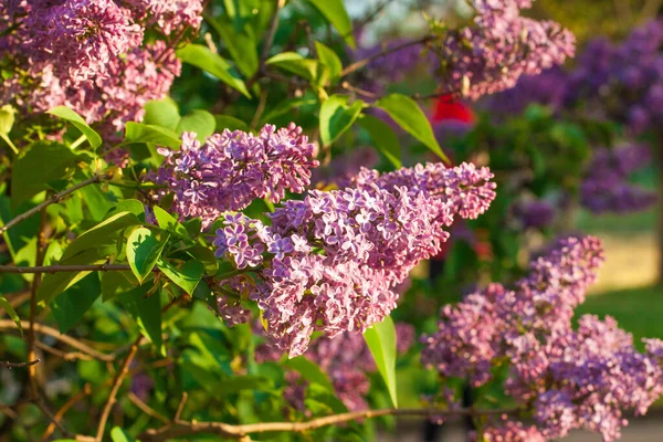 Beautiful Lilac Flowers Lilacs Bloom Beautifully Outdoors Spring Blooming Lilac — Stock Photo, Image
