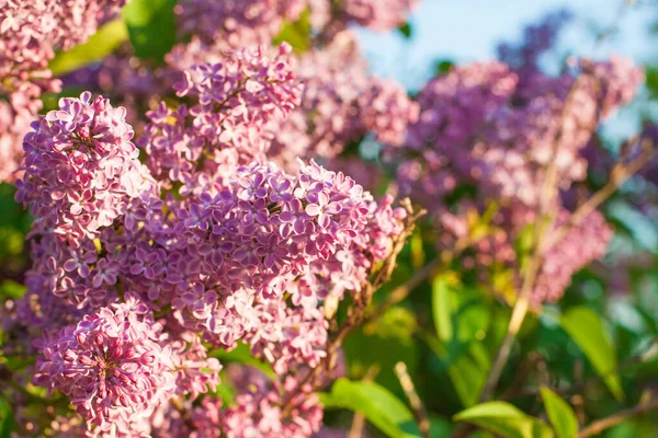 Lindas Flores Lilás Lilacs Florescem Lindamente Livre Primavera Arbusto Lilás — Fotografia de Stock