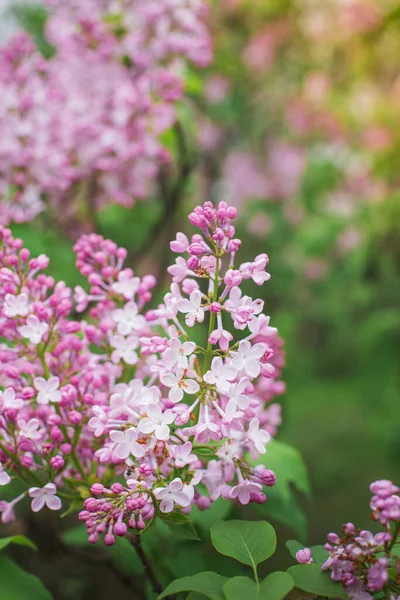 Krásné Šeříkové Květy Lilaky Jaře Krásně Kvetou Venku Kvetoucí Šeříkový — Stock fotografie