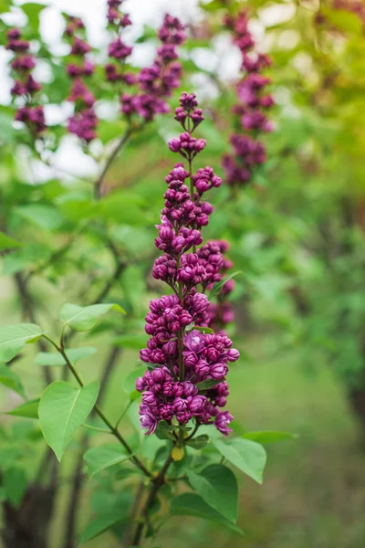 Beautiful Lilac Flowers Lilacs Bloom Beautifully Outdoors Spring Blooming Lilac — Stock Photo, Image