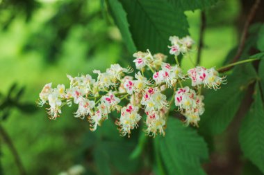 İlkbaharda kestane çiçekleri, çiçek açan bir kestanenin dalları, at kestanesi çiçeği arka planı
