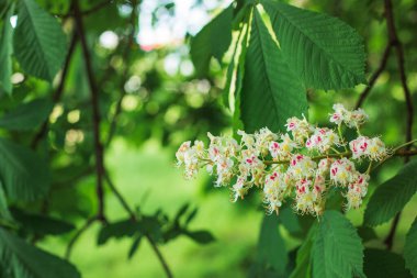 İlkbaharda kestane çiçekleri, çiçek açan bir kestanenin dalları, at kestanesi çiçeği arka planı