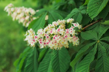 İlkbaharda kestane çiçekleri, çiçek açan bir kestanenin dalları, at kestanesi çiçeği arka planı
