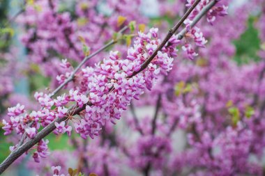 Japon kiraz çiçekleri ilkbaharda açar, pembe çiçekler bir dalın üzerine kapanır. Doğada çiçek açan kiraz dalları.