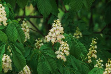 İlkbaharda kestane çiçekleri, çiçek açan bir kestanenin dalları, at kestanesi çiçeği arka planı