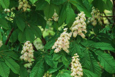 İlkbaharda kestane çiçekleri, çiçek açan bir kestanenin dalları, at kestanesi çiçeği arka planı