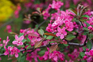 Japon kiraz çiçekleri ilkbaharda açar, pembe çiçekler bir dalın üzerine kapanır. Doğada çiçek açan kiraz dalları.