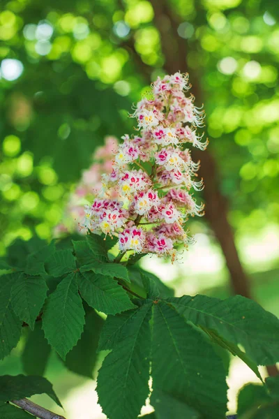 Kastanje Bloesems Het Voorjaar Takken Van Een Bloeiende Kastanje Paard — Stockfoto