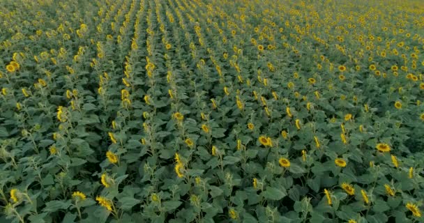 Duże Pole Kwitnącymi Słonecznikami Przemysł Rolniczy Produkcja Oleju Słonecznikowego Miodu — Wideo stockowe