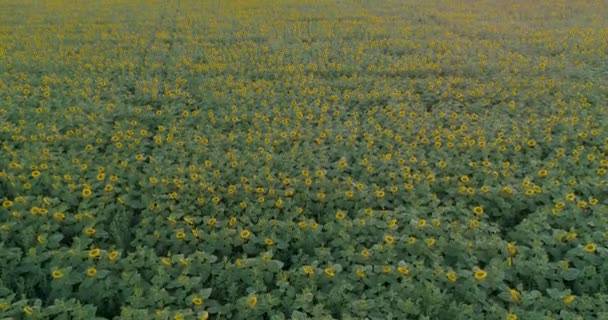 Ein Großes Feld Mit Blühenden Sonnenblumen Die Landwirtschaft Die Produktion — Stockvideo