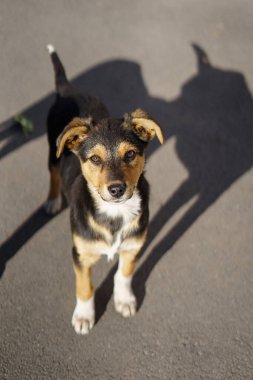 Güneşli bir günde küçük bir köpek asfalt bir yolda duruyor.