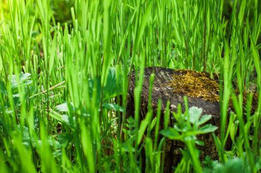 Yaşlı bir kütük çimlerin arasında yosun tutmuş.. 