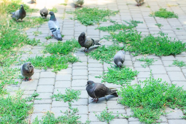 Duvor Går Längs Trottoar Trottoar Gränd Trottoaren Kakel Överväxt Med — Stockfoto