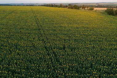 Gün batımında açan ayçiçeği tarlası. Uçsuz bucaksız bir ayçiçeği tarlasının havadan görünüşü
