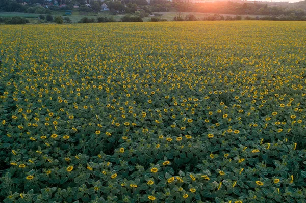 Field Blooming Sunflowers Sunset Light Aerial View Large Endless Field — Stock Photo, Image