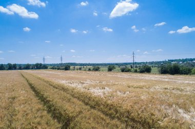 Olgunlaşmış çavdar tarlasında geçen bir arabanın izleri. Sahada güneşli bir gün