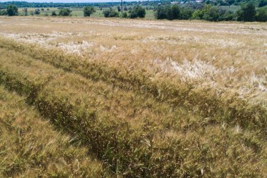 Olgunlaşmış çavdar tarlasında geçen bir arabanın izleri. Sahada güneşli bir gün
