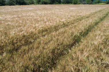 Olgunlaşmış çavdar tarlasında geçen bir arabanın izleri. Sahada güneşli bir gün