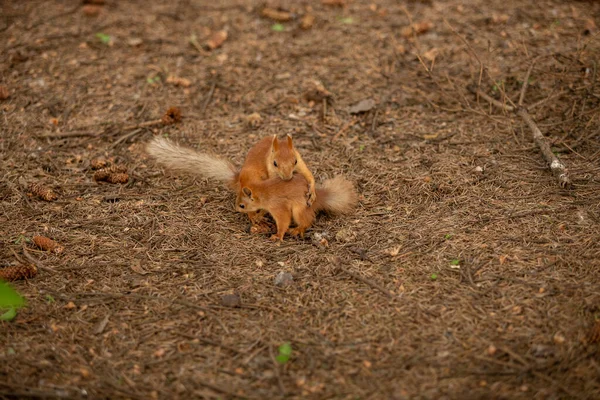 Two Red Headed Squirrels Playing Ground Ground Covered Needles Coniferous — Foto Stock