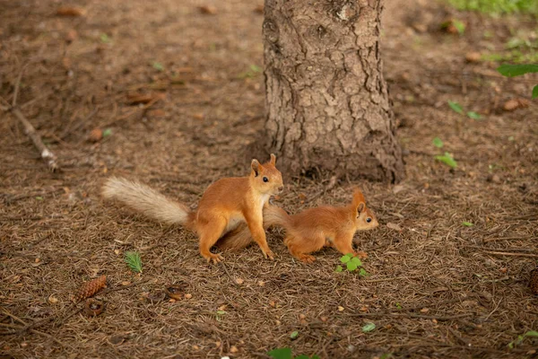 两只红头发的松鼠在地上玩耍 四周的地面被针头覆盖着 针头来自针叶树 — 图库照片