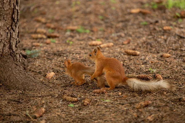 Two Red Headed Squirrels Playing Ground Ground Covered Needles Coniferous —  Fotos de Stock