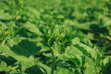 Ayçiçeği, güneşli bir günde açmadan önce tarlada yetişir.